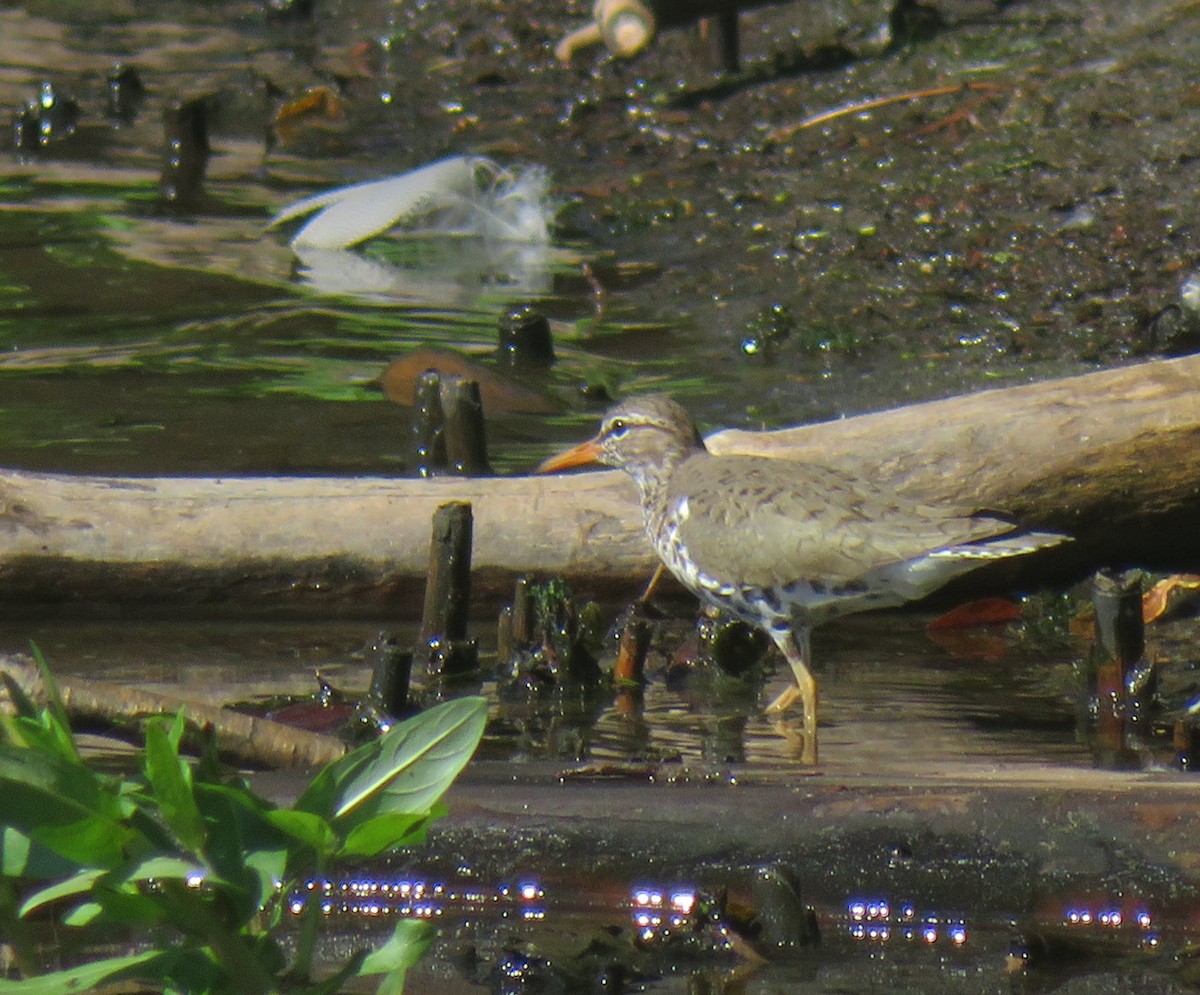 Spotted Sandpiper - Cos .