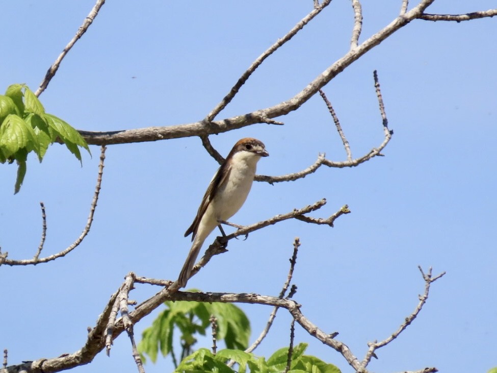 Woodchat Shrike - ML618436906