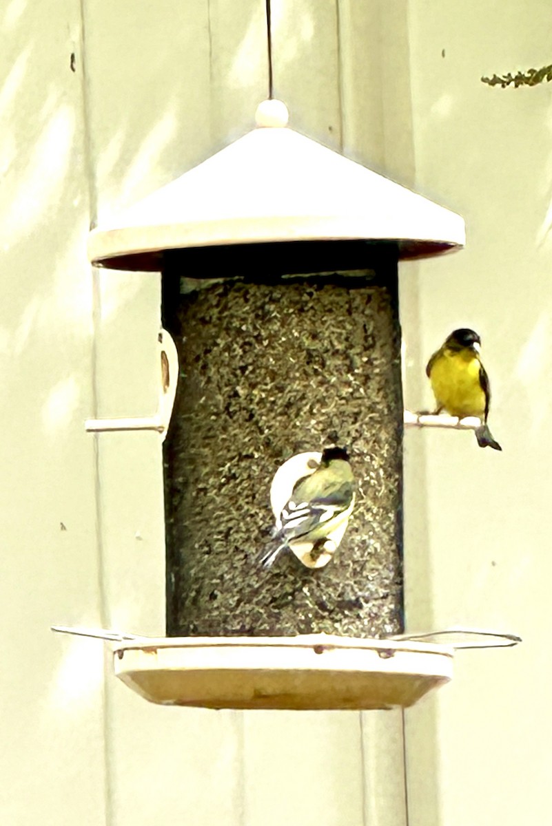 Lesser Goldfinch - Janet Paton