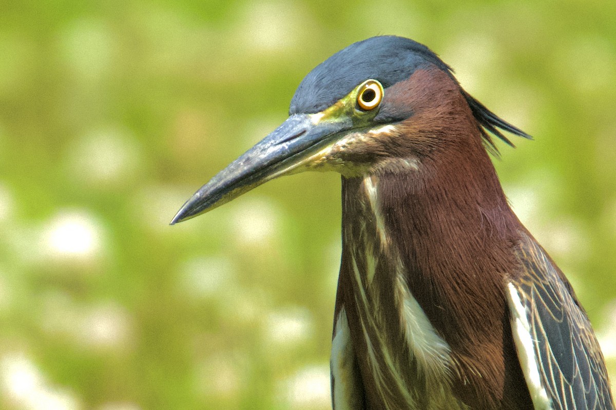 Green Heron - ML618436913