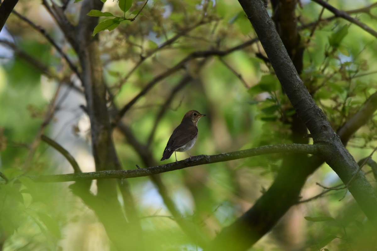 Swainson's Thrush - ML618436914