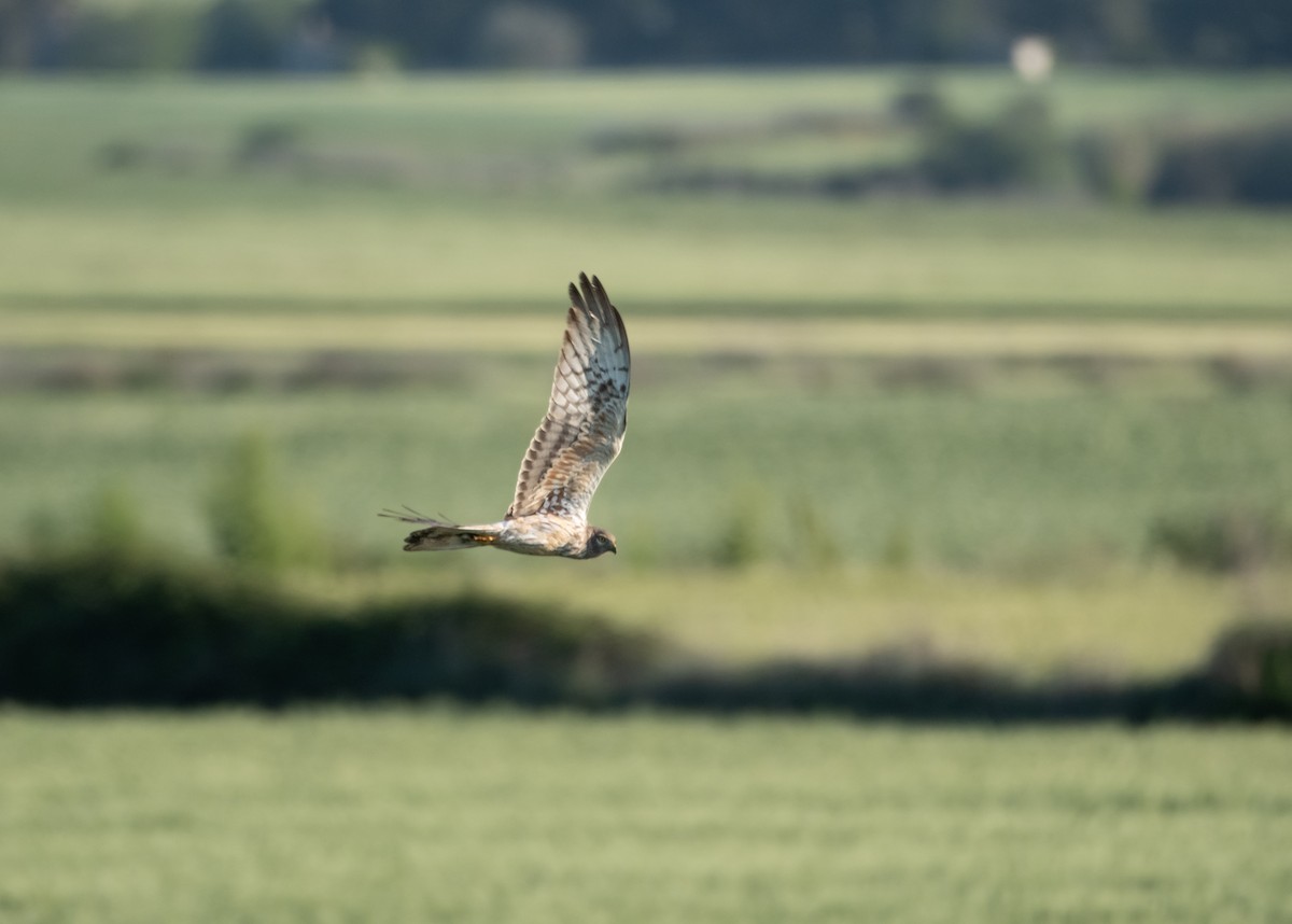 Montagu's Harrier - ML618436919