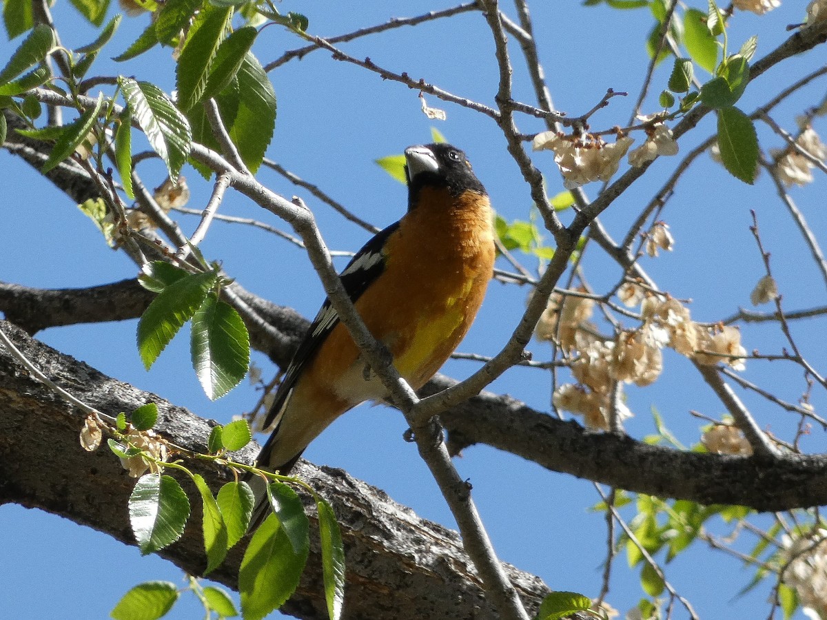 Black-headed Grosbeak - ML618436954