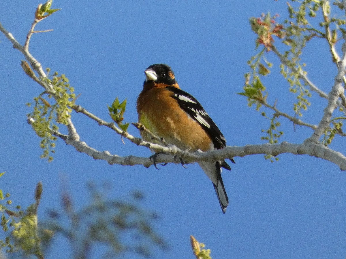 Cardinal à tête noire - ML618436955