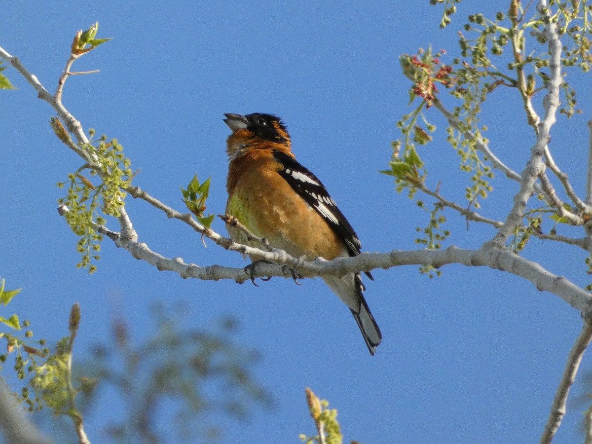 Black-headed Grosbeak - ML618436957