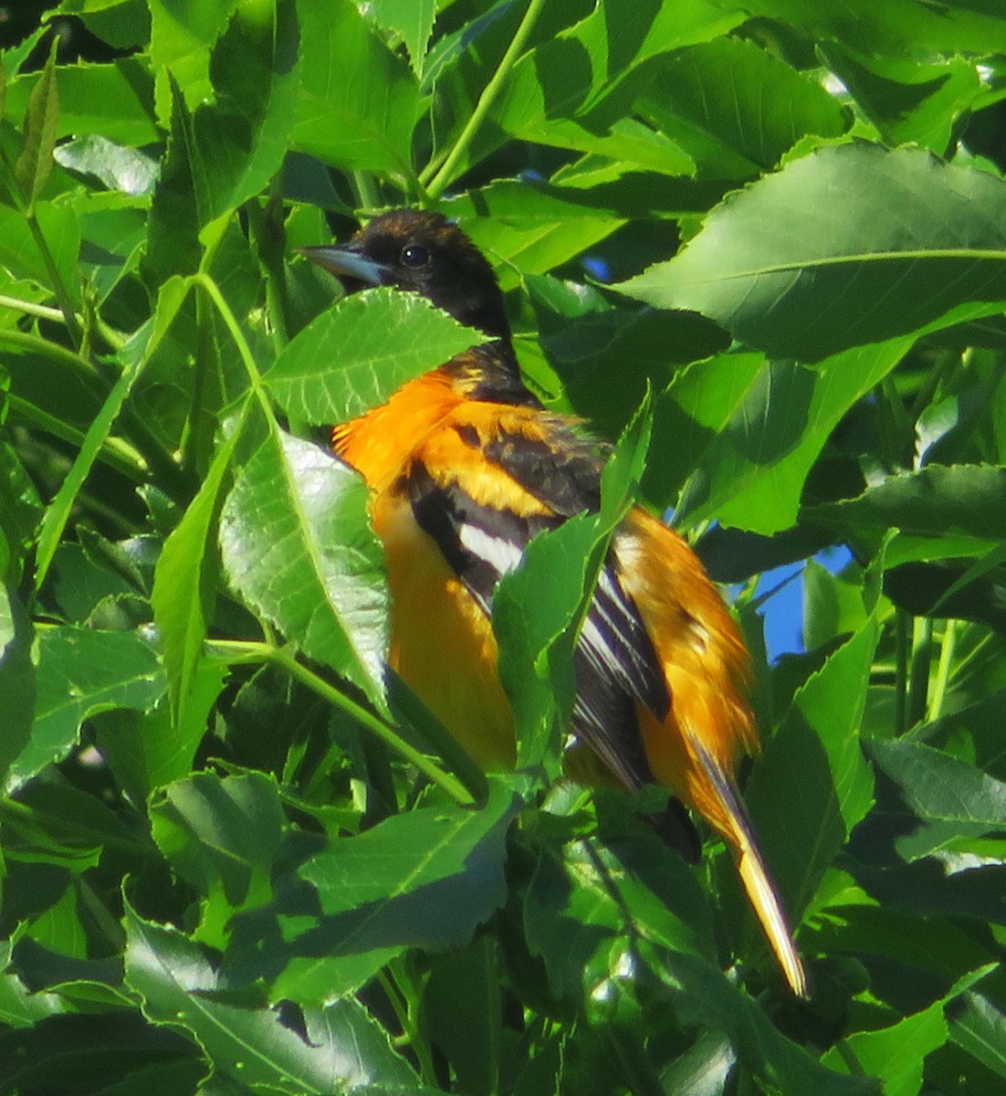 Baltimore Oriole - Cos .