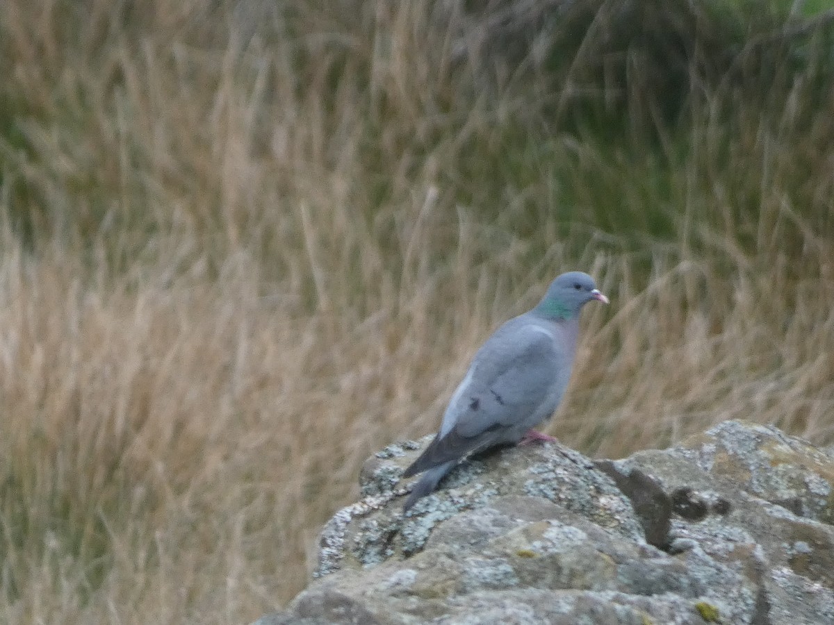 Stock Dove - Mike Tuer