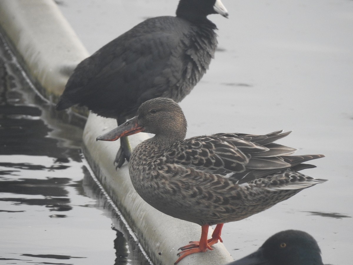 Northern Shoveler - ML618436982