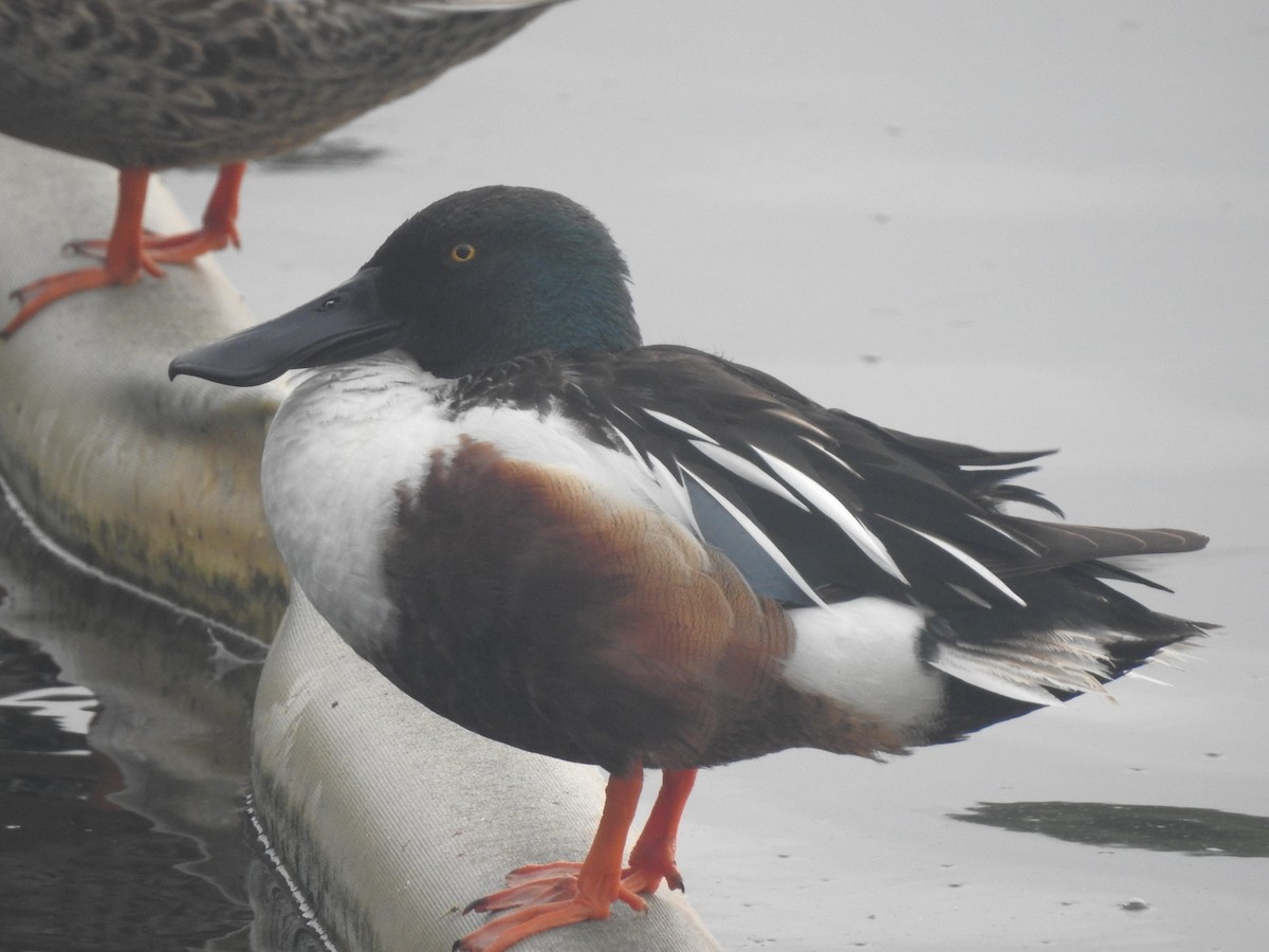 Northern Shoveler - ML618436988