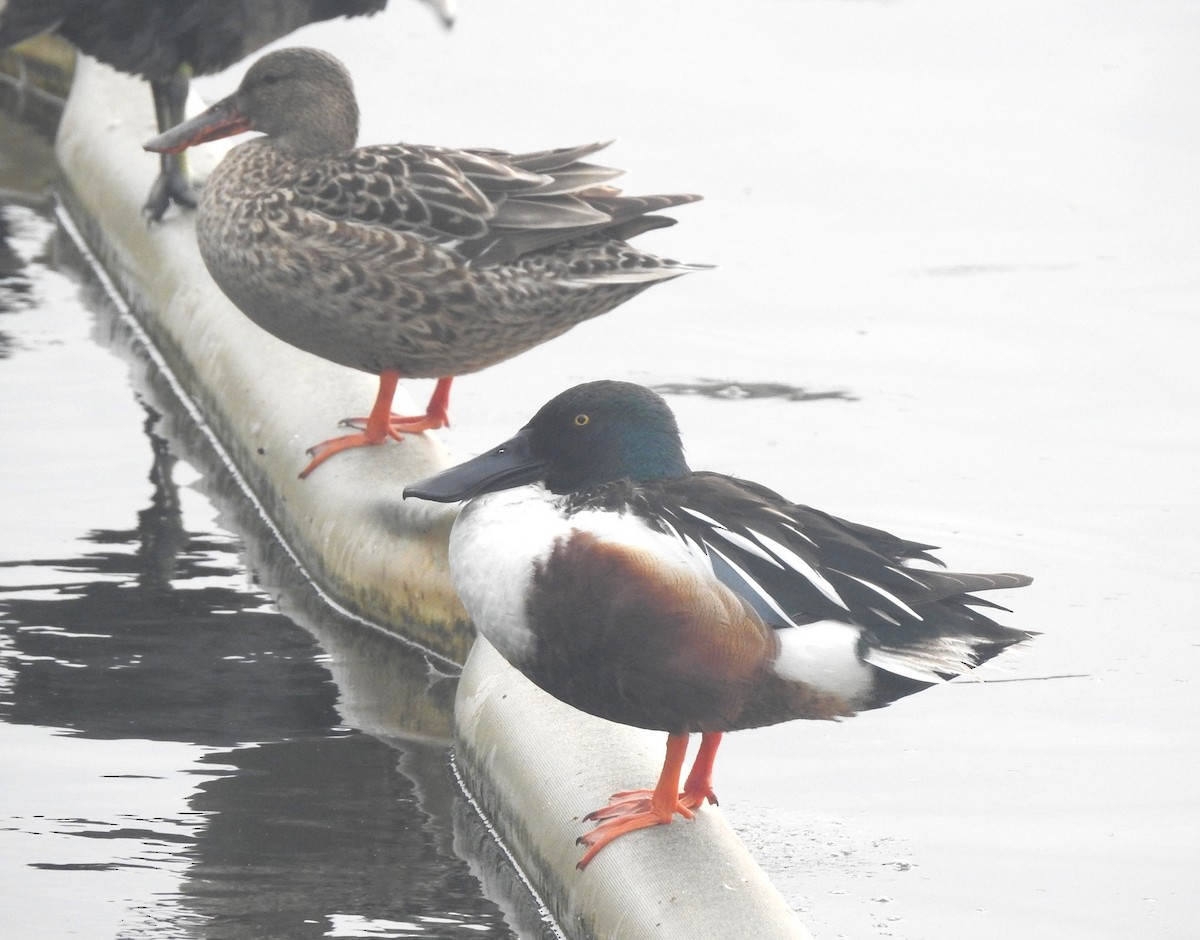 Northern Shoveler - ML618436996