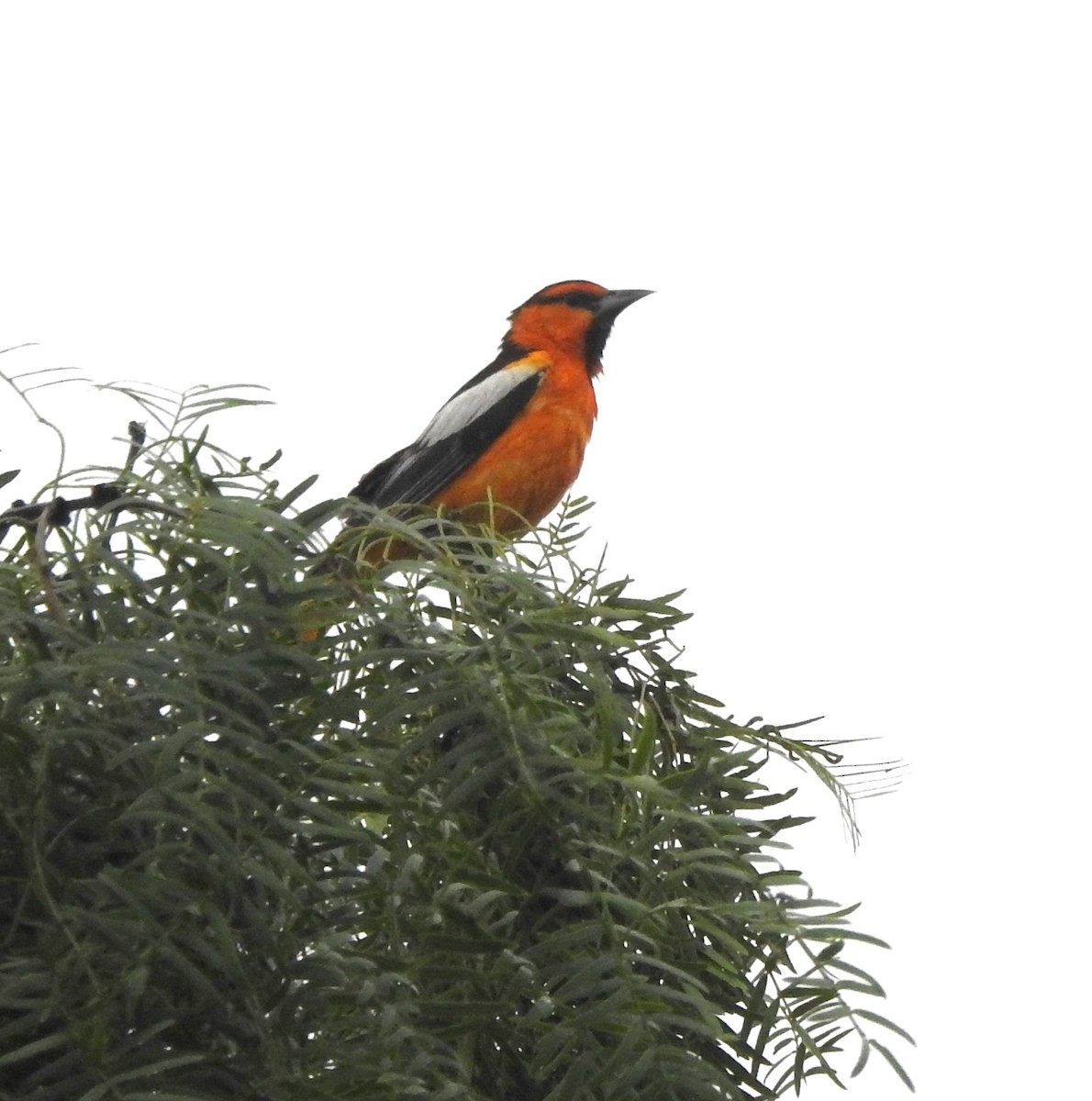 Bullock's Oriole - Holly Perry