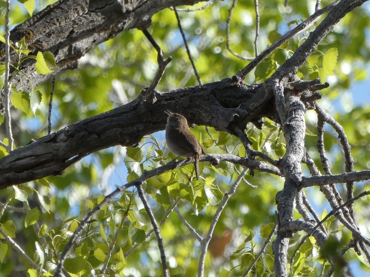 House Wren - ML618437019