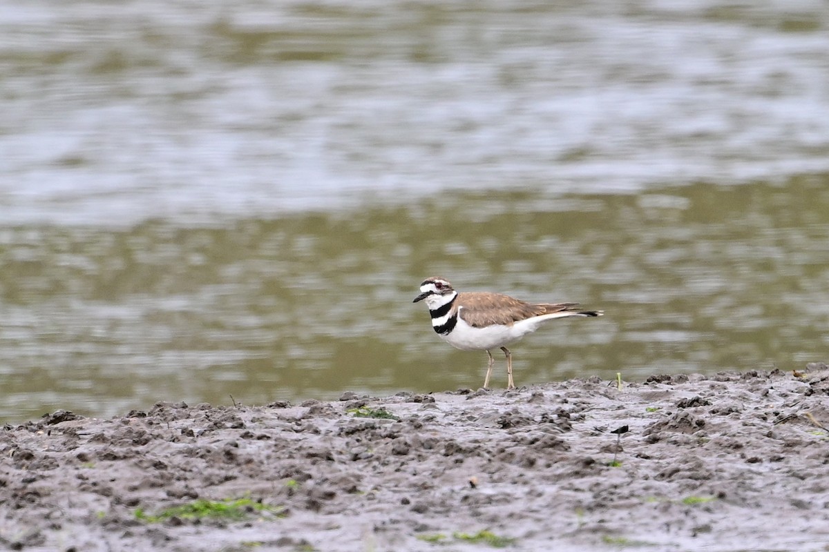 Killdeer - ML618437025