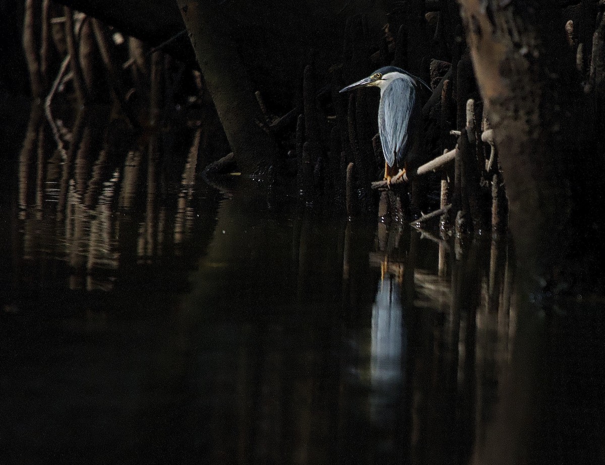 Black-crowned Night Heron - ML618437074