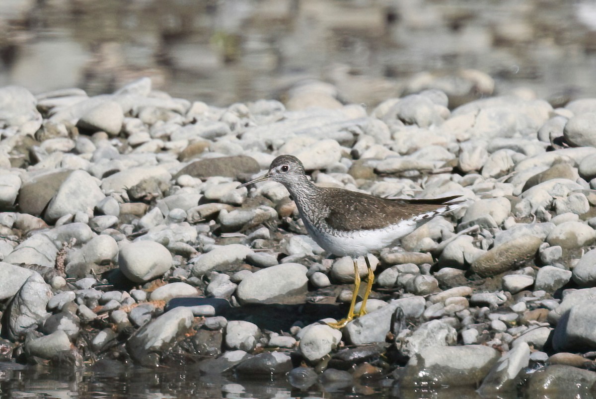 Solitary Sandpiper - ML618437081