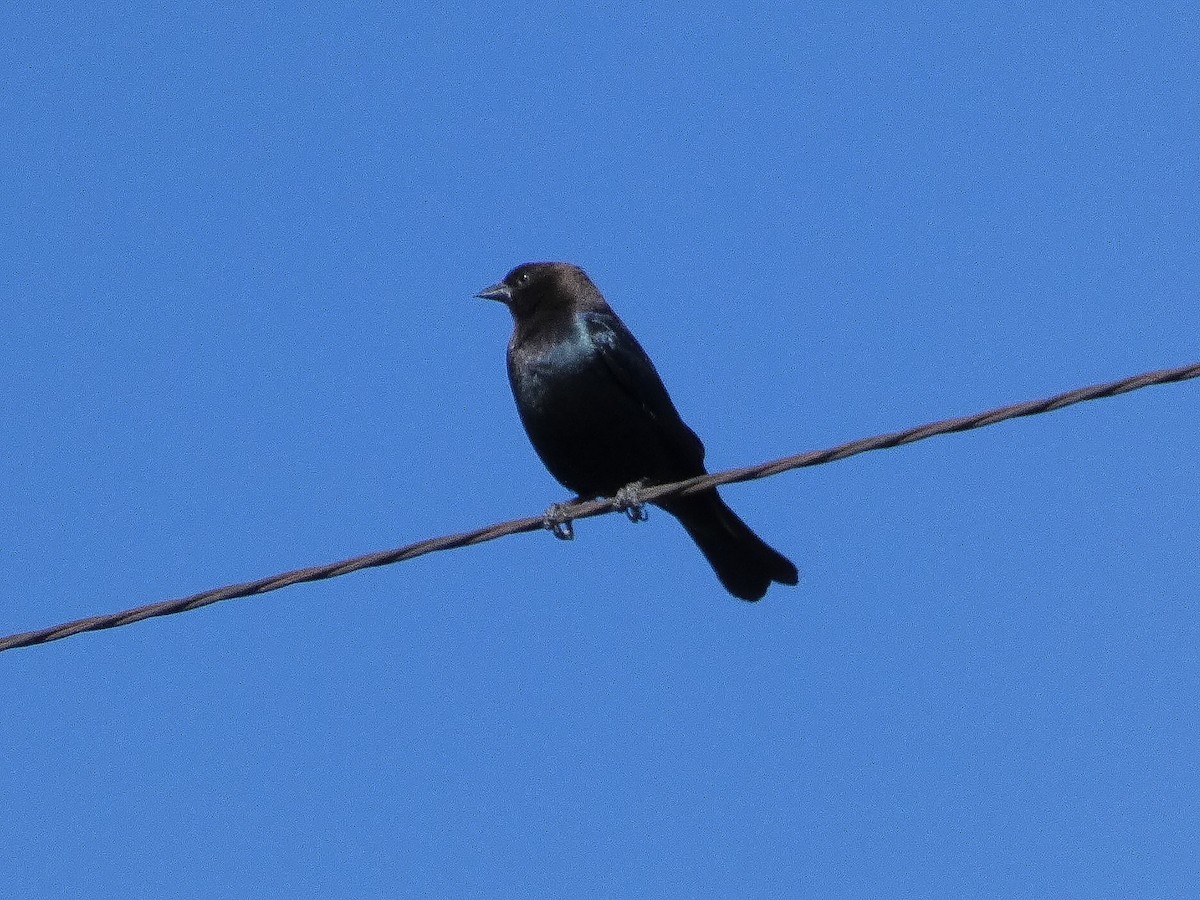 Brown-headed Cowbird - ML618437109