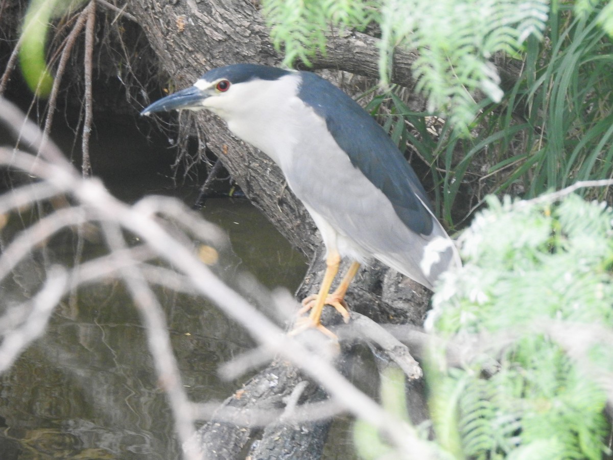 Black-crowned Night Heron - T B