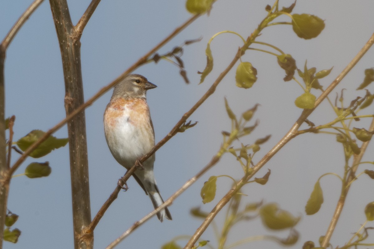 Eurasian Linnet - Guido Van den Troost