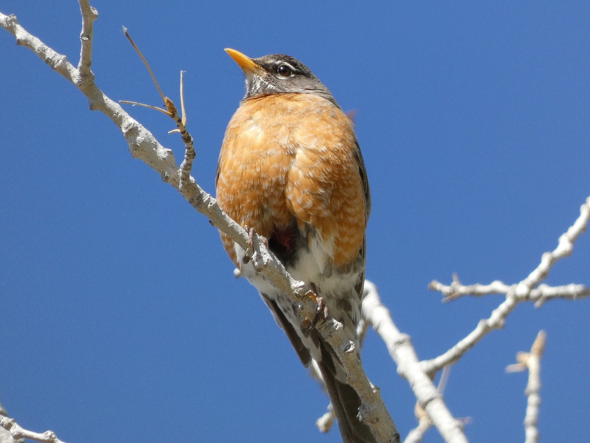 American Robin - ML618437174