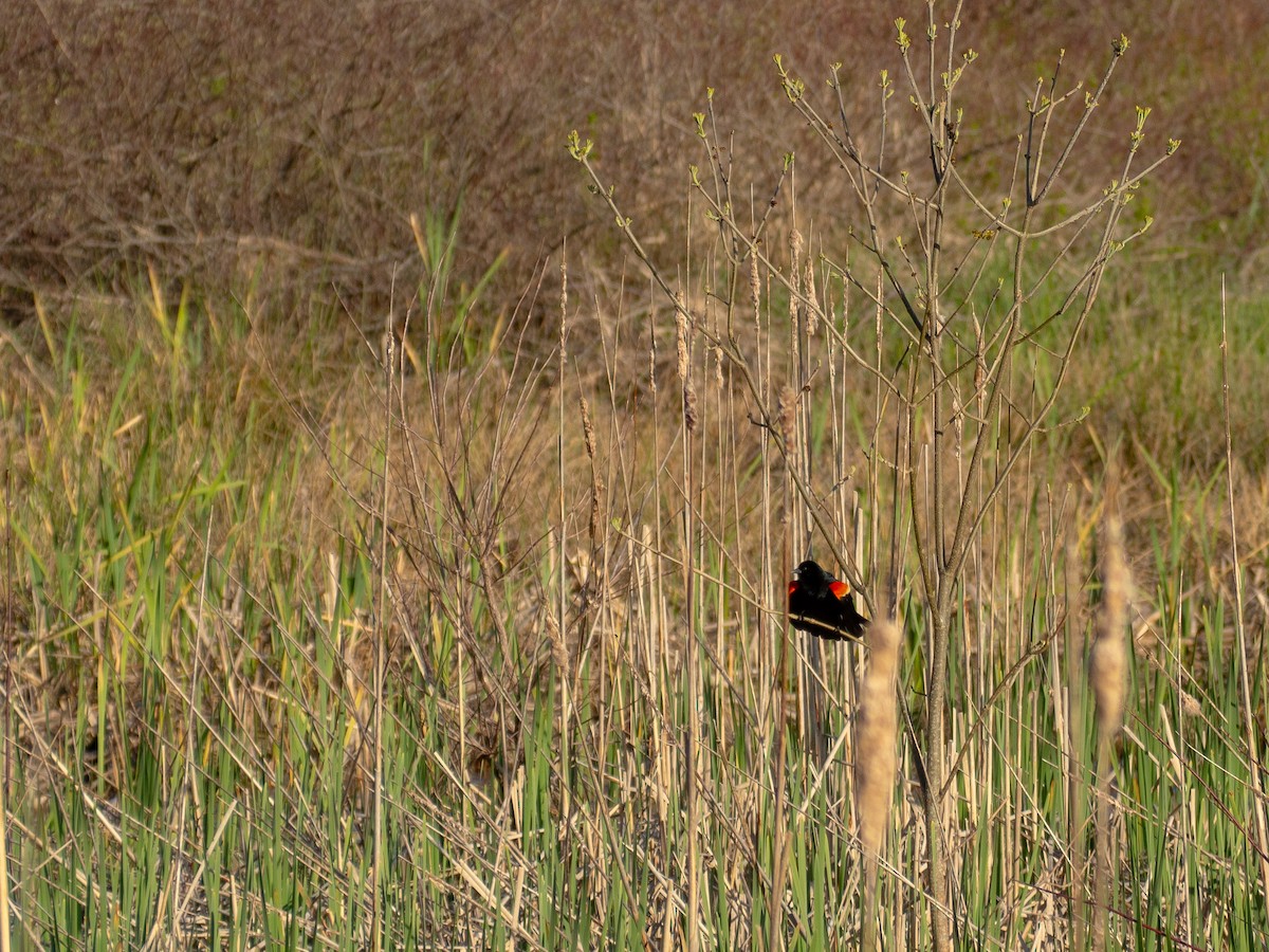 Red-winged Blackbird - ML618437190