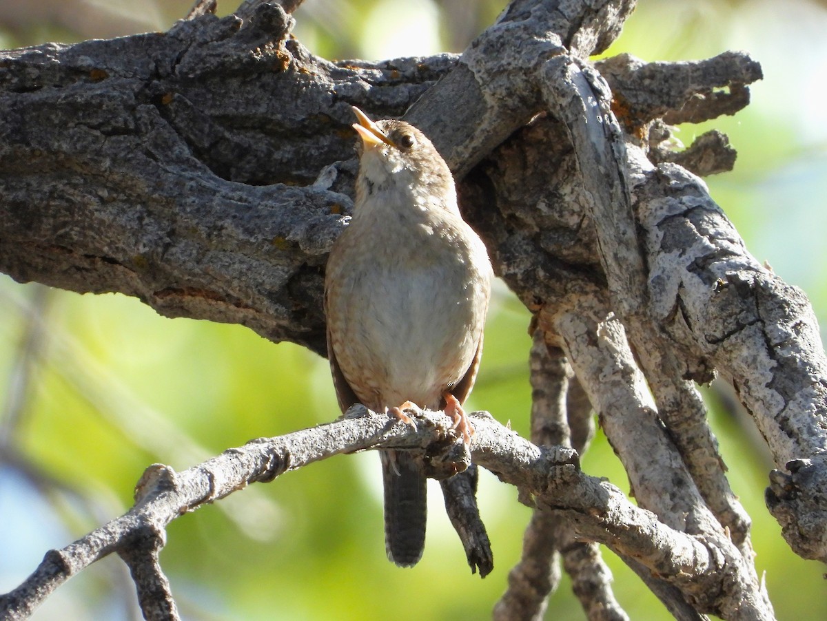 House Wren - Lori Shuler