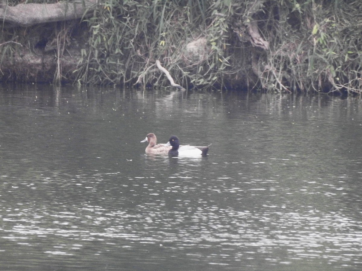 Lesser Scaup - T B