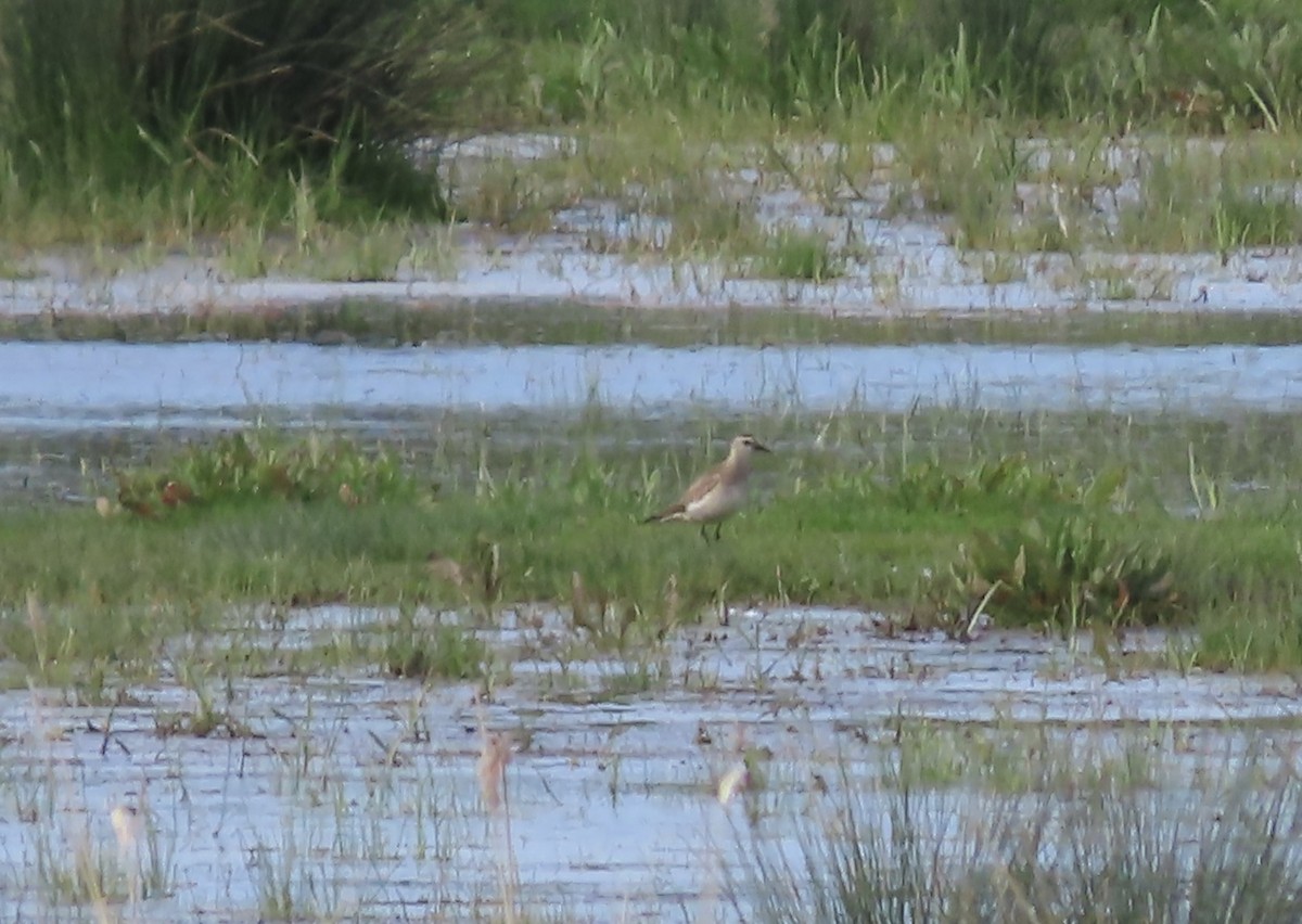 American Golden-Plover - ML618437298