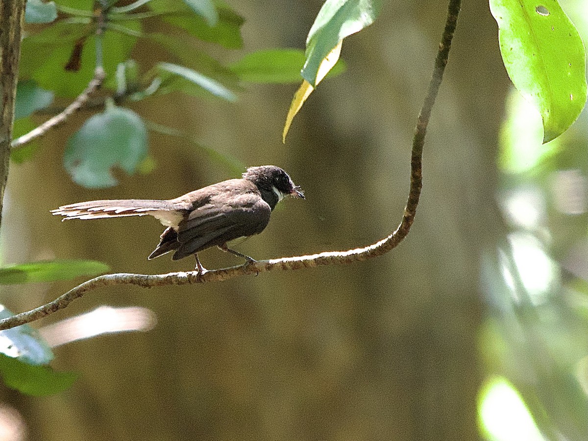 Malaysian Pied-Fantail - ML618437300