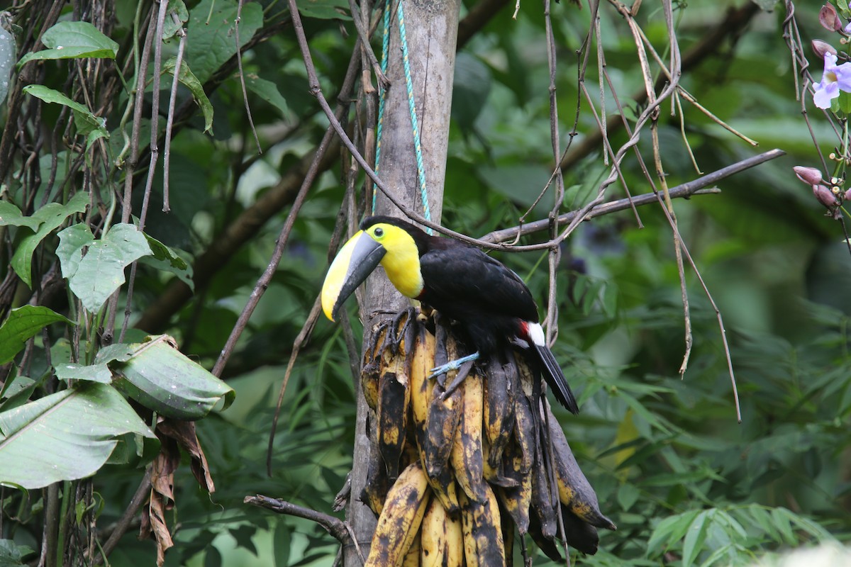 Toucan du Choco - ML618437330