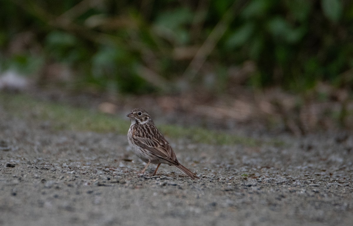 Vesper Sparrow - ML618437341