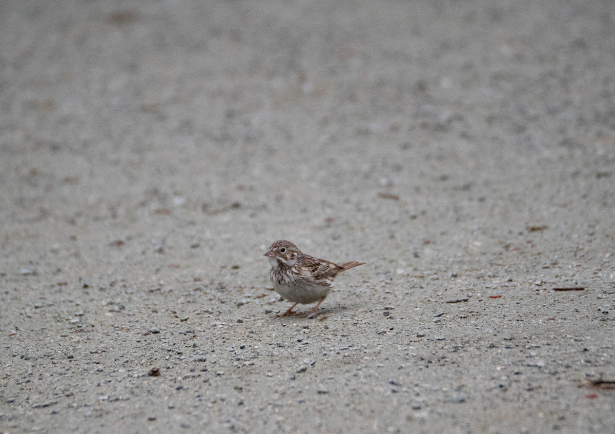 Vesper Sparrow - ML618437375