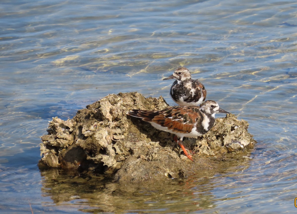 Ruddy Turnstone - ML618437386