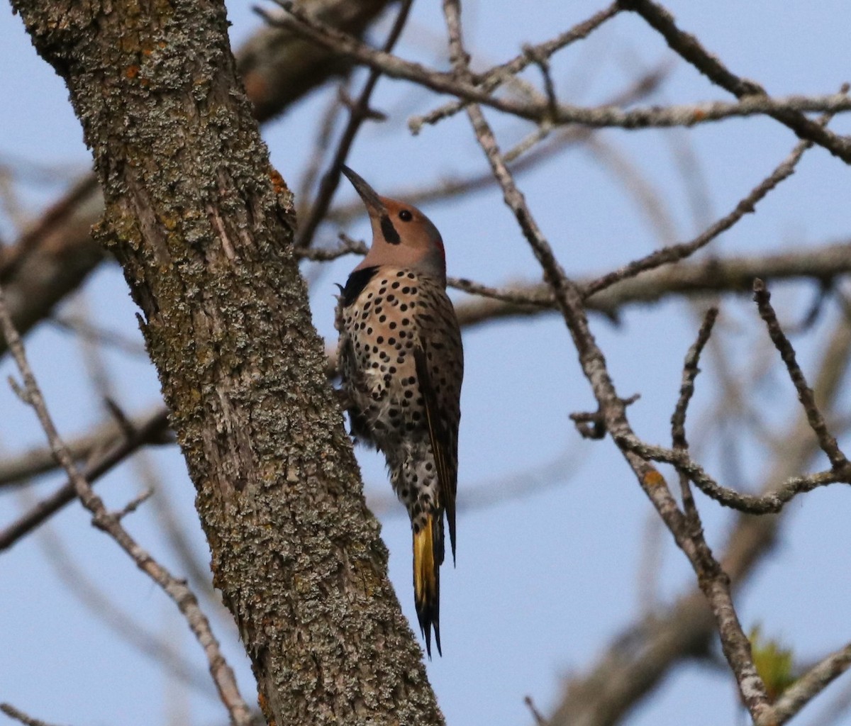 Northern Flicker - ML618437395