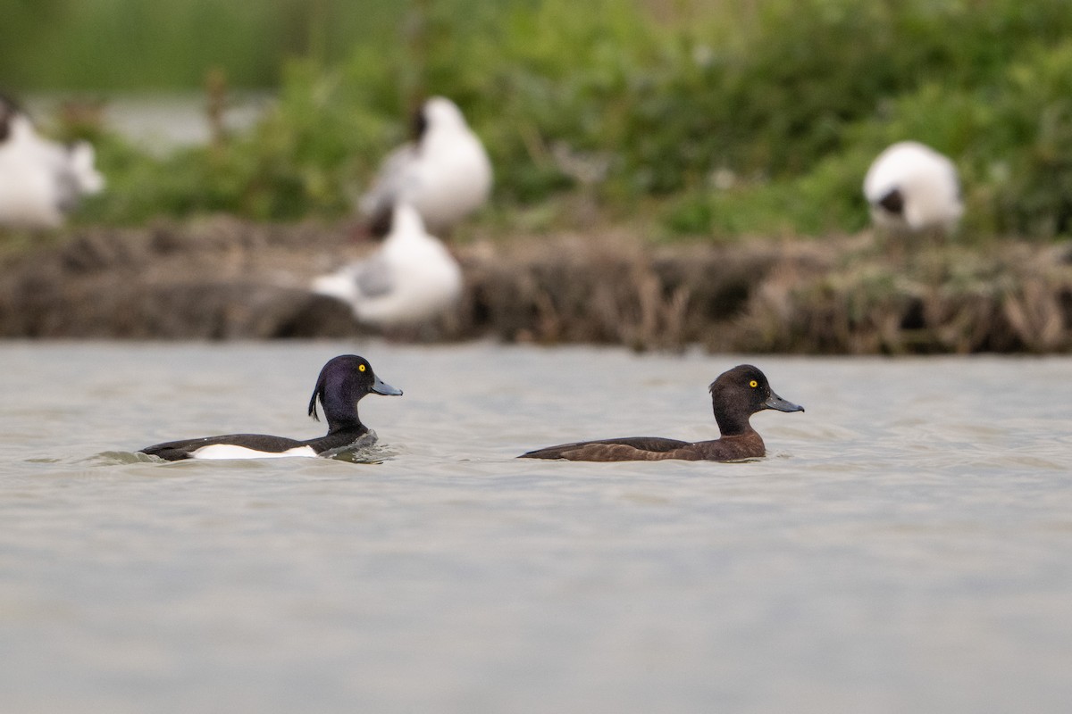 Tufted Duck - Guido Van den Troost