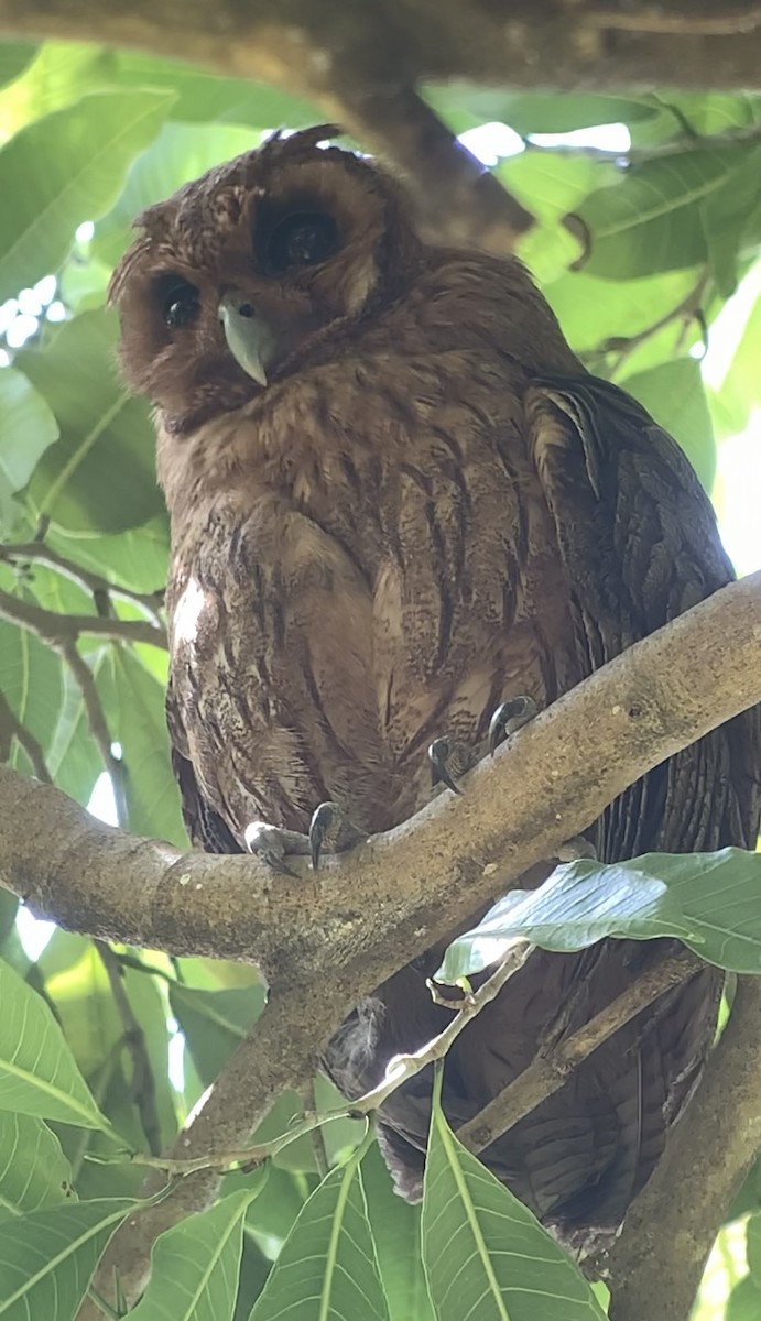 Jamaican Owl - ML618437419