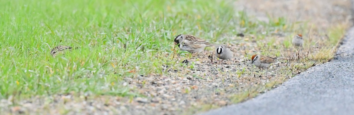 White-crowned Sparrow - Britt Dalbec