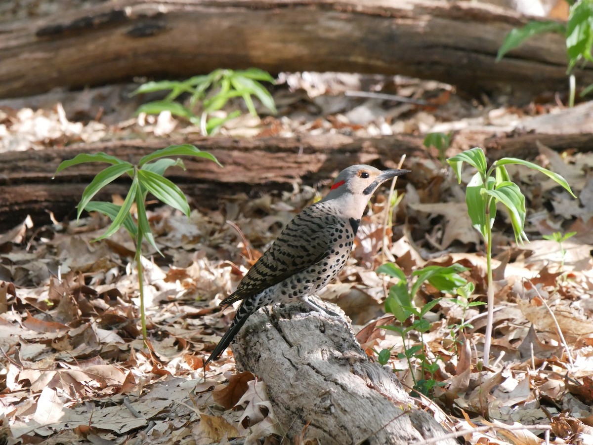 Northern Flicker - ML618437498