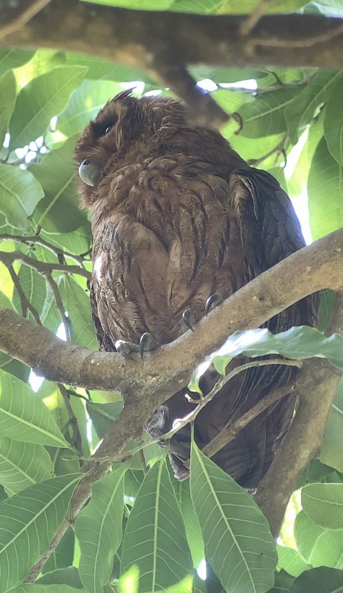 Jamaican Owl - ML618437503