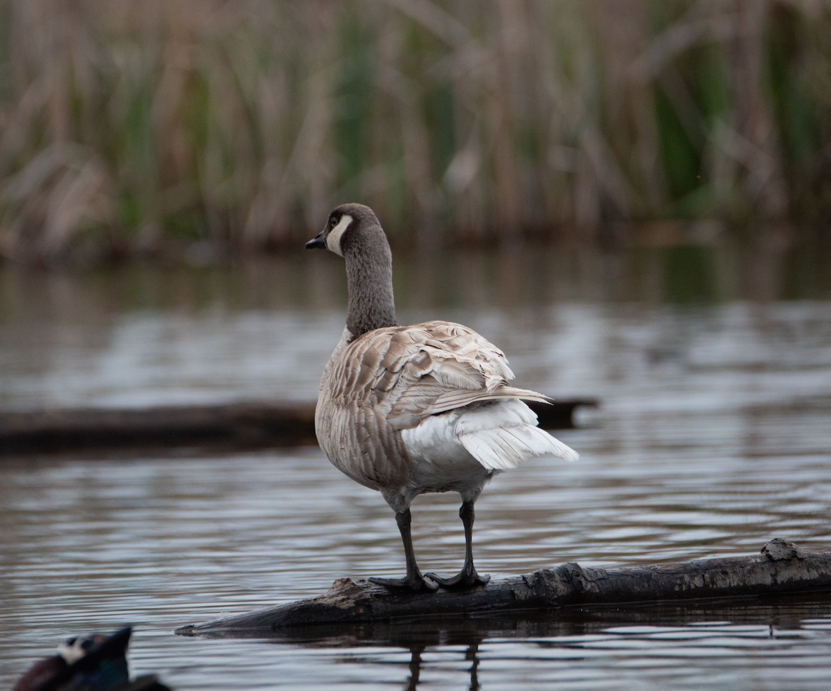 Canada Goose - Rick Zapf