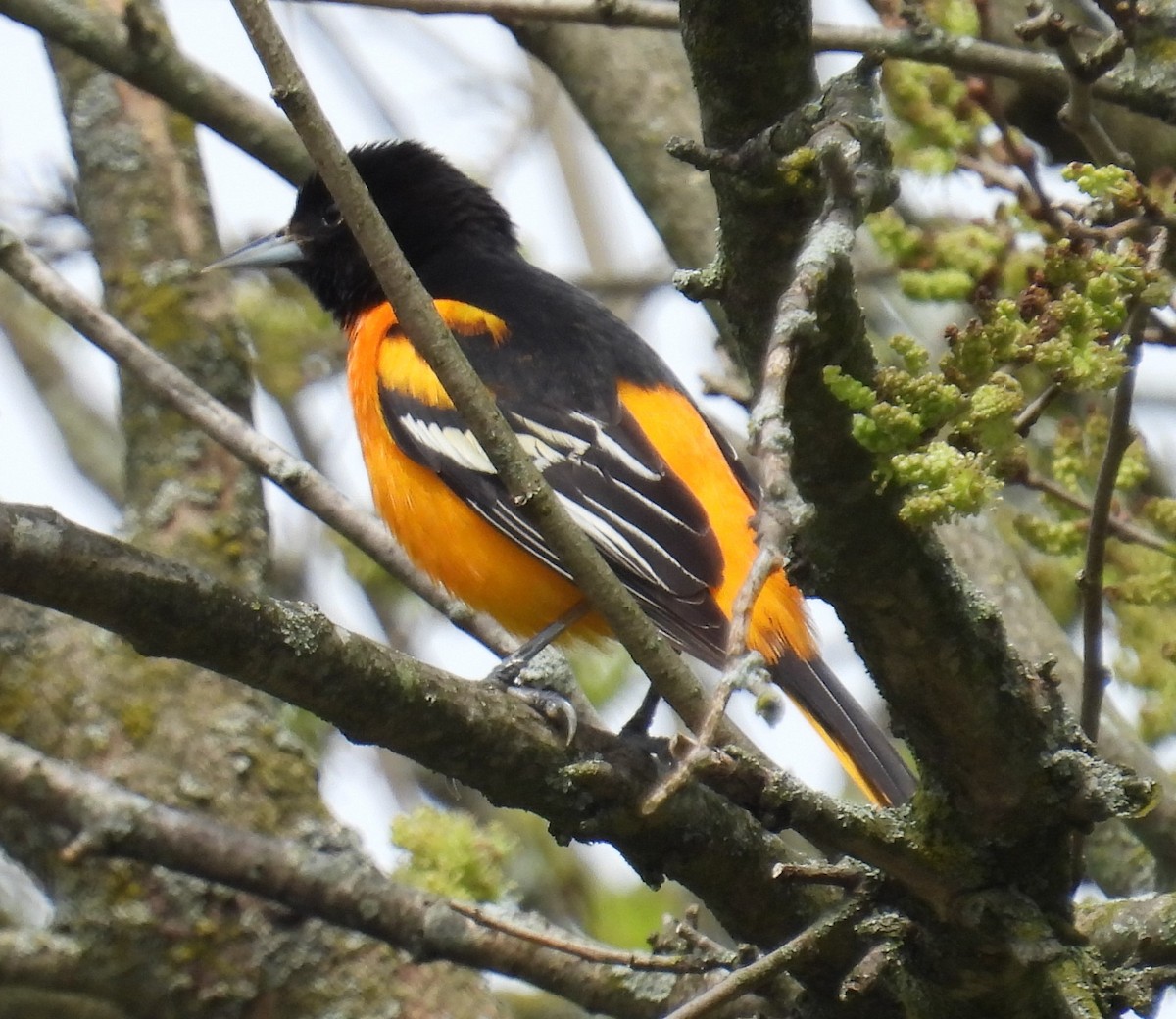 Baltimore Oriole - Scott Weaver