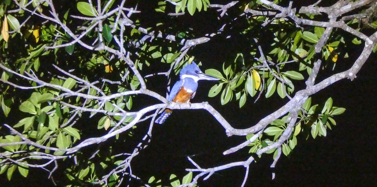 Ringed Kingfisher - ML618437645