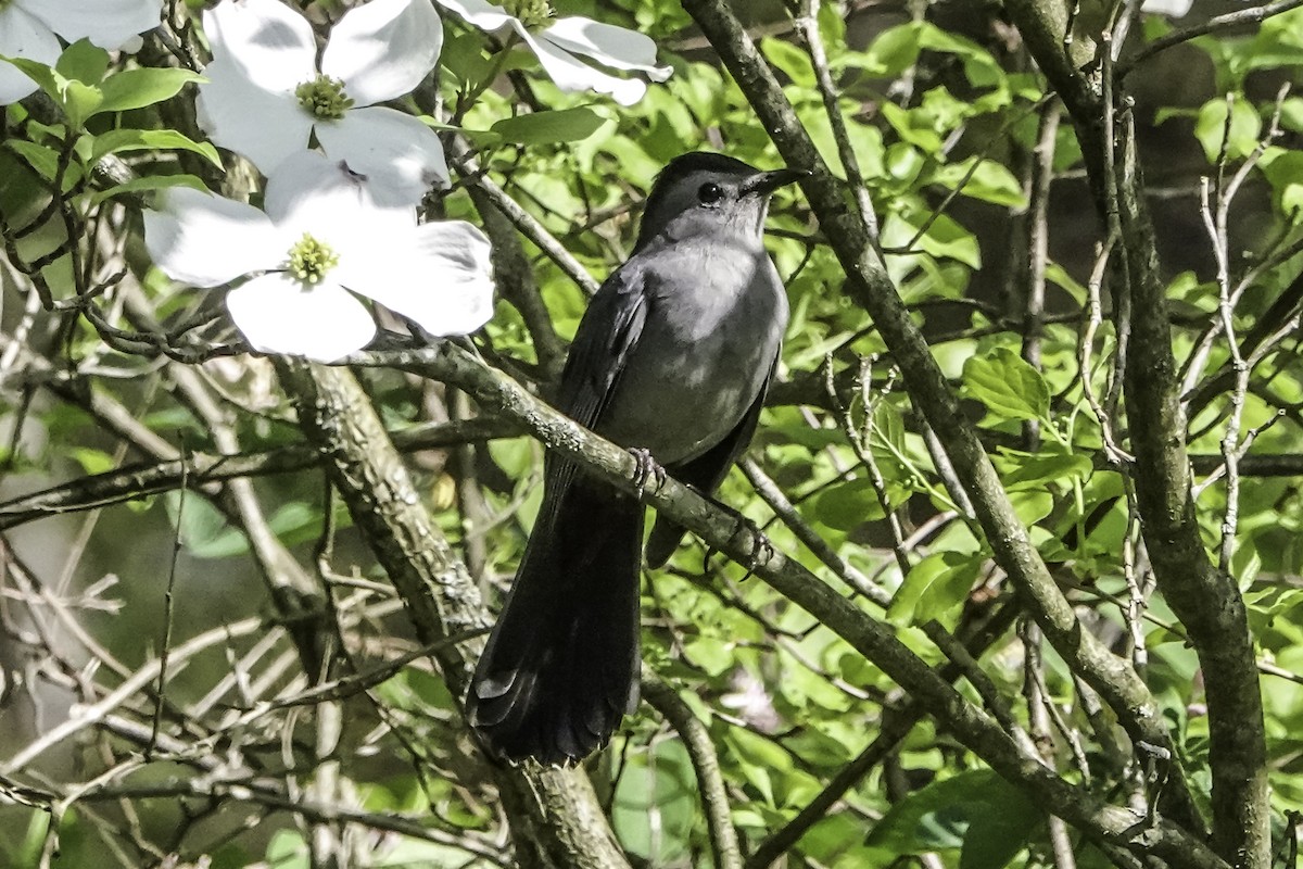 Gray Catbird - Harvey Fogel