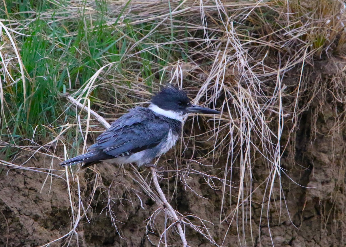 Martin-pêcheur d'Amérique - ML618437651