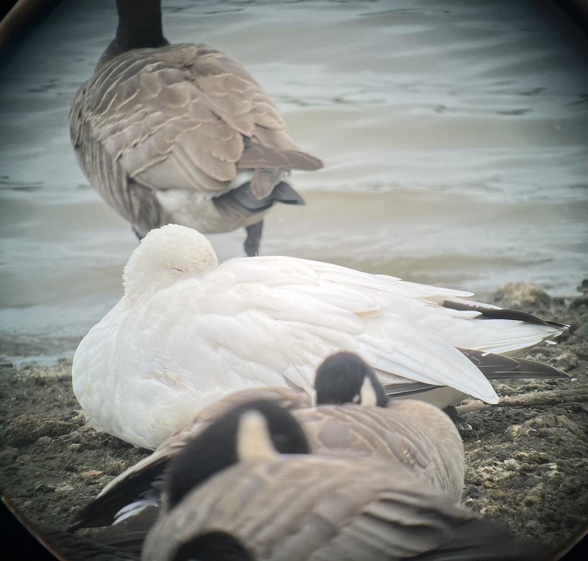 Snow Goose - ML618437654