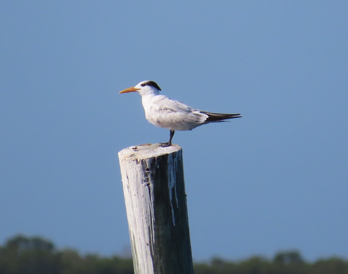 Royal Tern - Susan Pepper