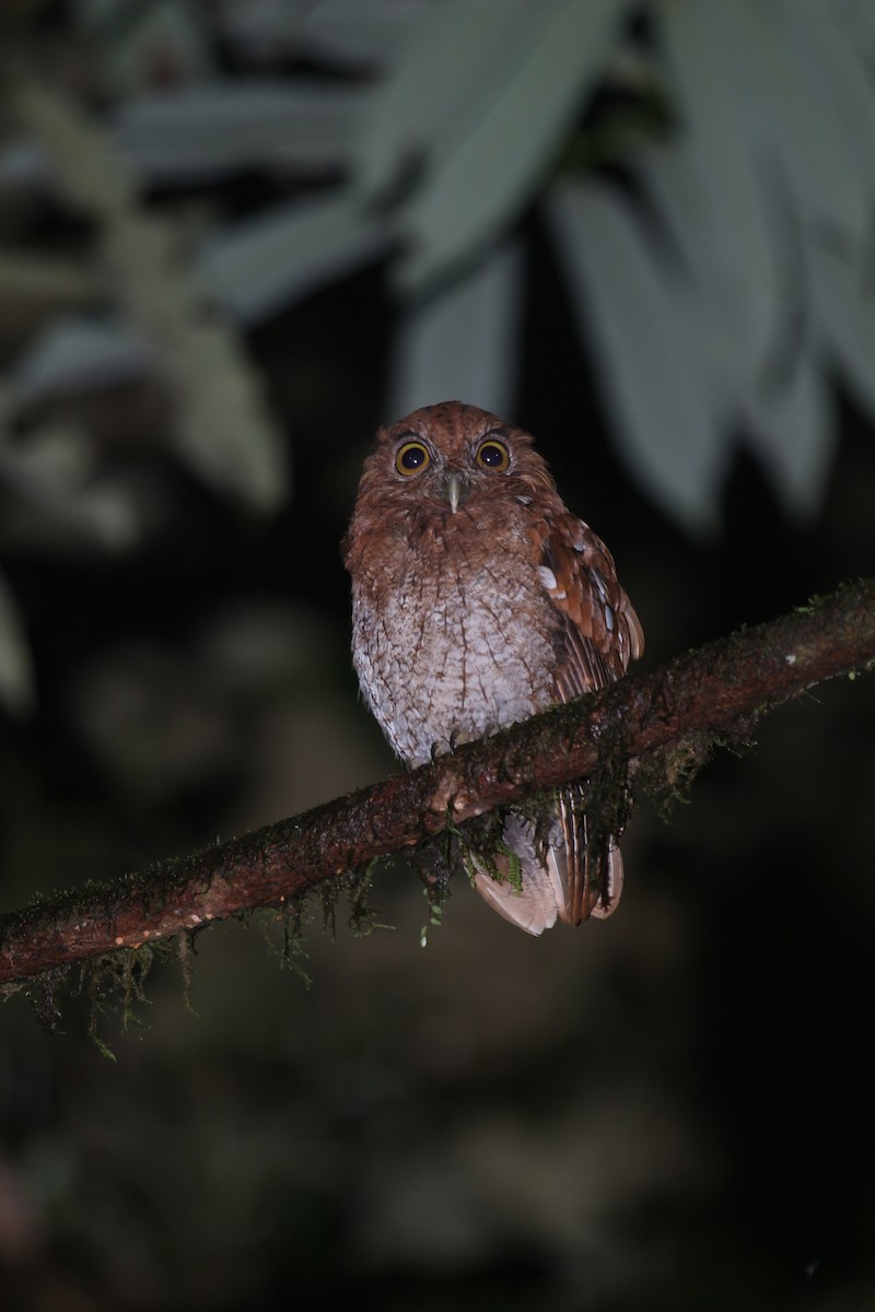 Choco Screech-Owl - ML618437706