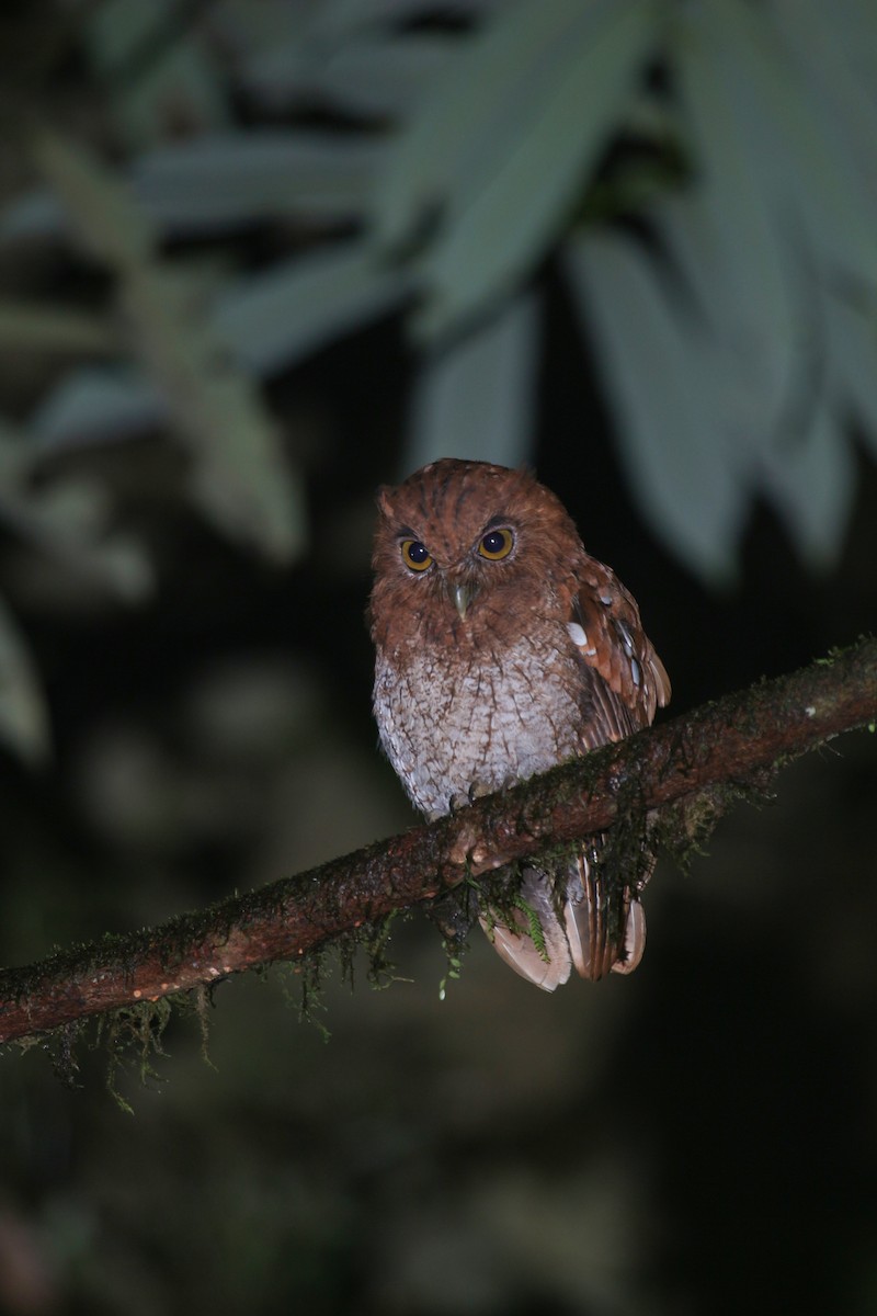 Choco Screech-Owl - ML618437707