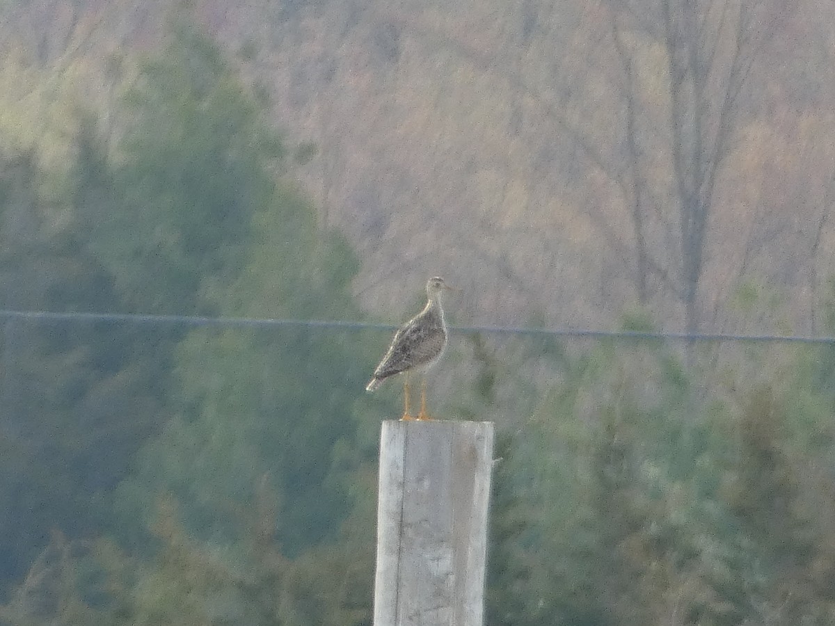 Upland Sandpiper - Tom Wheatley