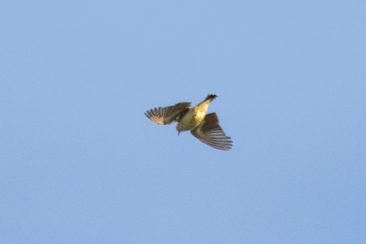Wood Lark - ML618437736