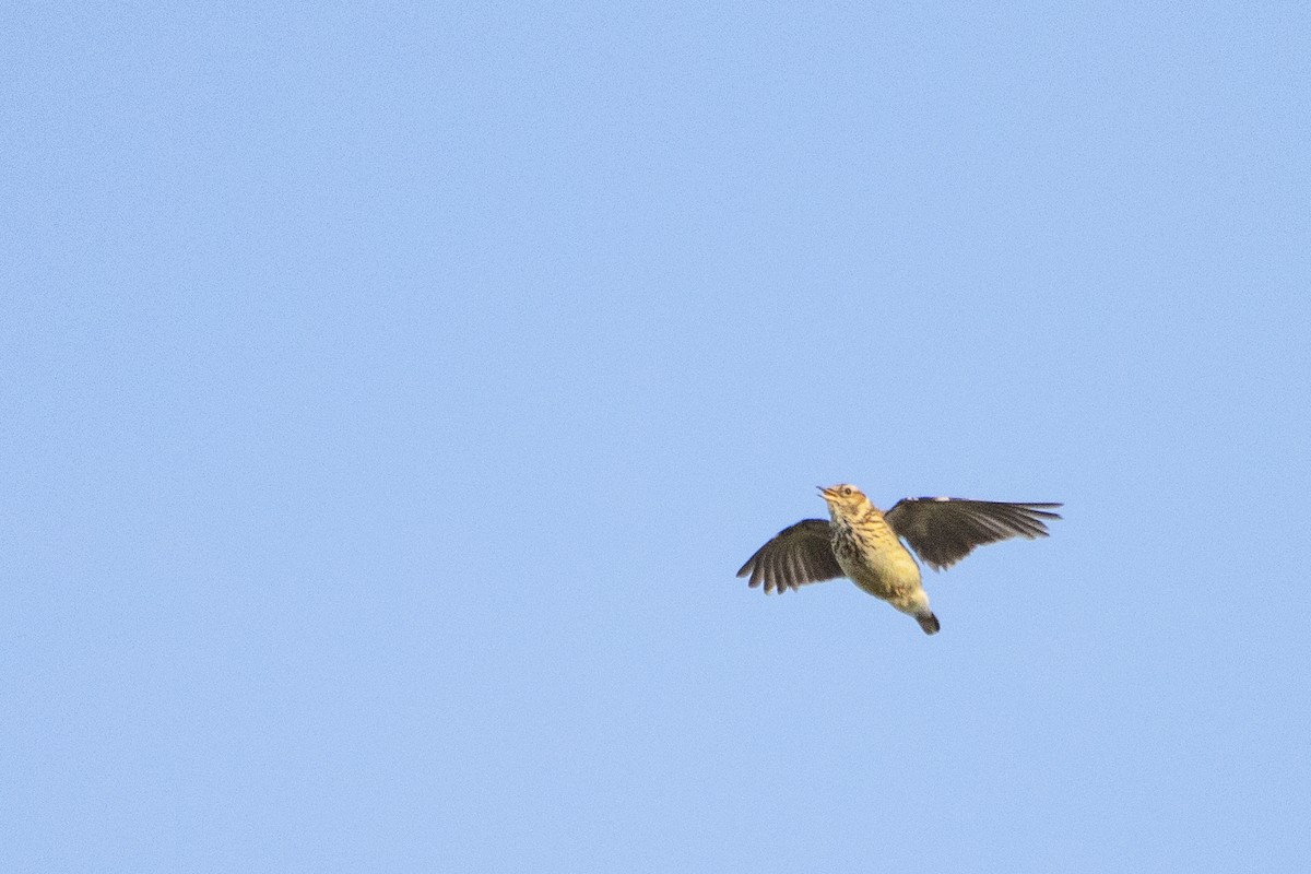 Wood Lark - ML618437738